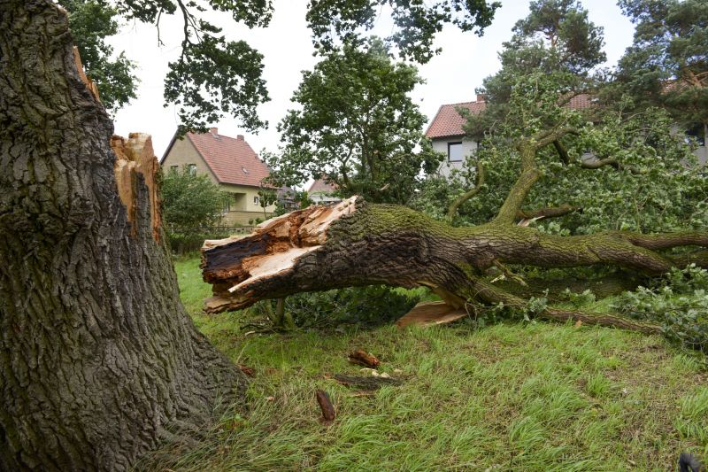 Fallen Tree in a Yard