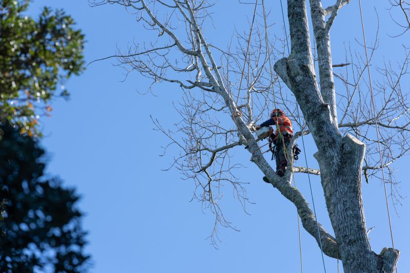 Arborist Inspecting a Tree