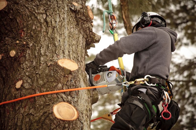 Before and After Tree Trimming