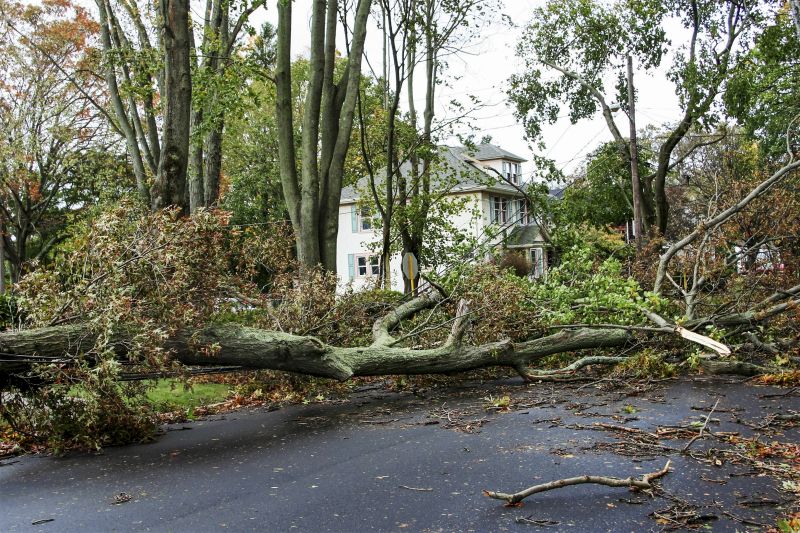 Storm Damage Tree Care