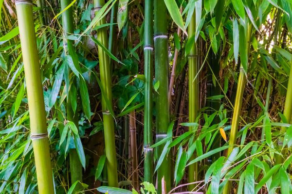 Cost of Bamboo Trimming in Daytona Beach