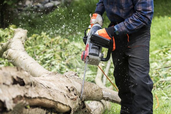 Cost of Branch Removal Service in Daytona Beach