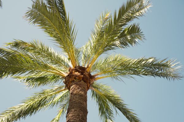 Palm Tree Pruning in Daytona Beach