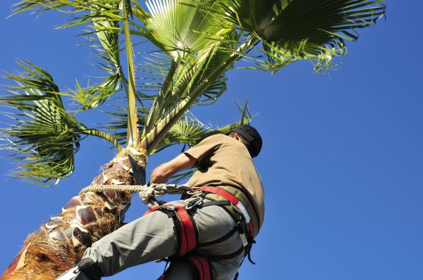 Palm Tree Trimming in Daytona Beach