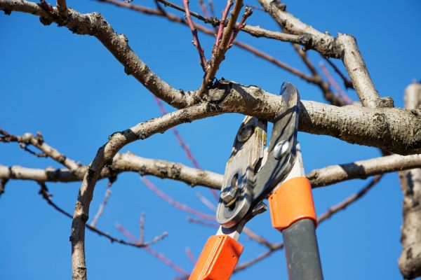 Residential Tree Service in Daytona Beach