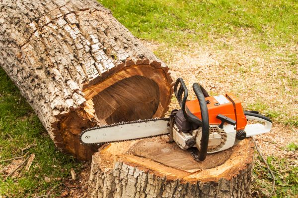 Tree Cutting Service in Daytona Beach