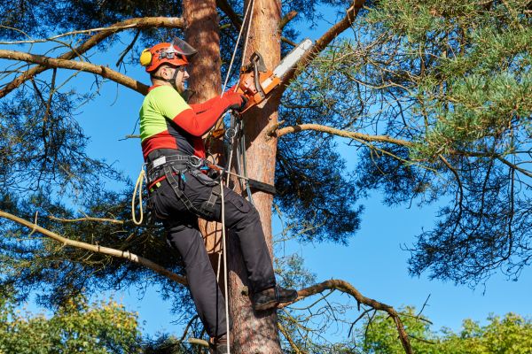 Tree Service in Daytona Beach