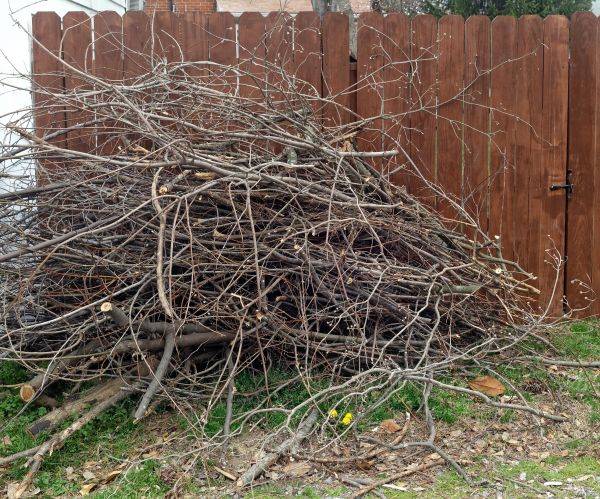 Dead Branch Removal in Daytona Beach