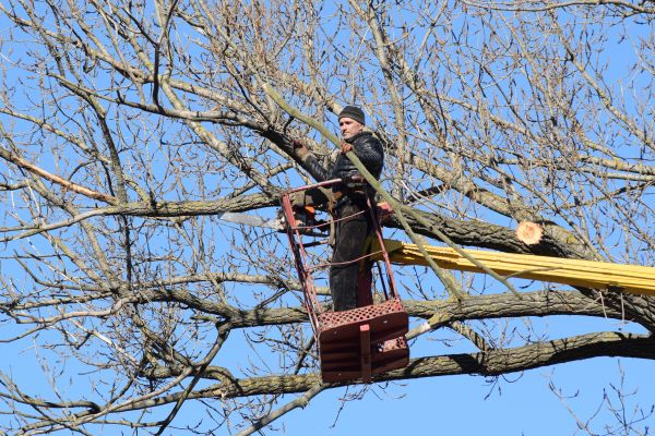 Emergency Tree Trimming in Daytona Beach
