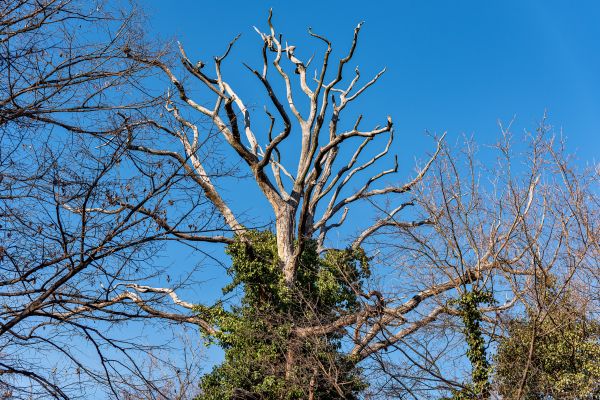 Deadwood Removal in Daytona Beach