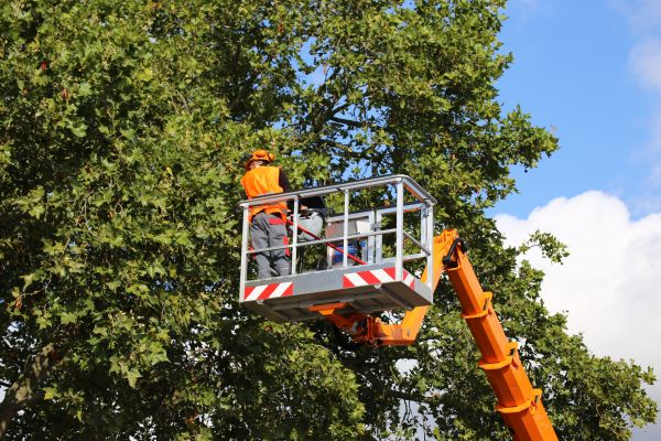 Commercial Tree Service in Daytona Beach