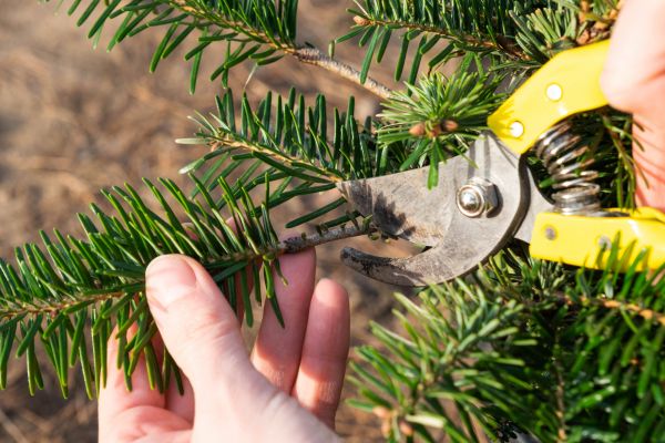 Pine Tree Pruning in Daytona Beach