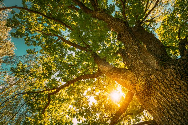 Oak Tree Pruning in Daytona Beach