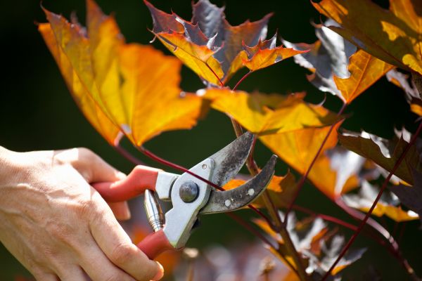 Maple Tree Pruning in Daytona Beach