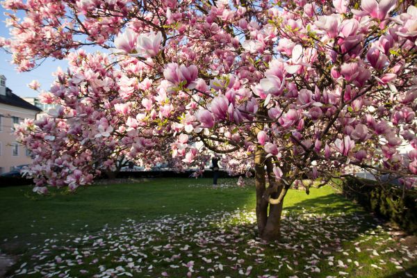 Cost of Magnolia Tree Pruning in Daytona Beach