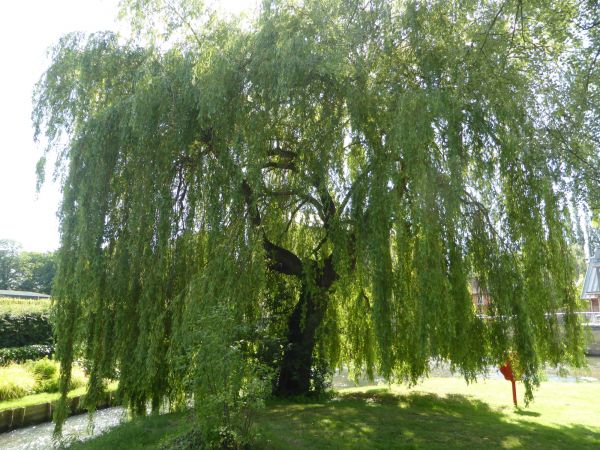 Cost of Willow Tree Trimming in Daytona Beach