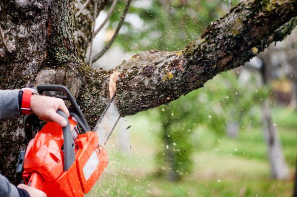Tree Limbs Removal in Daytona Beach