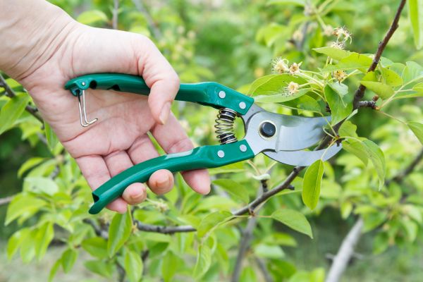 Pear Tree Pruning in Daytona Beach