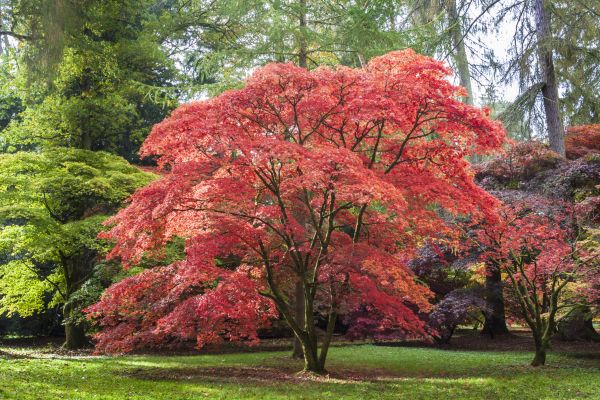 Japanese Maple Pruning in Daytona Beach