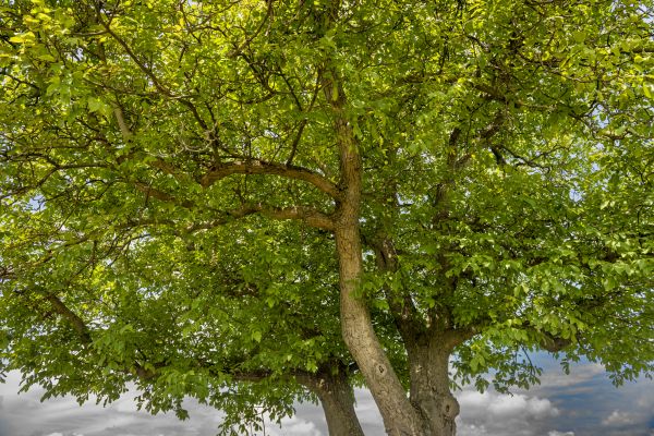 Cost of Walnut Tree Trimming in Daytona Beach