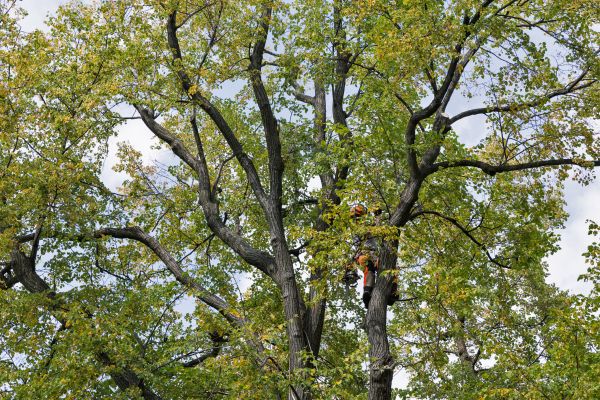 Tree Crown Shaping in Daytona Beach