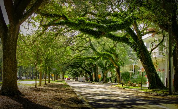 Tree Canopy Thinning in Daytona Beach