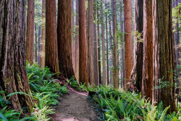 Cost of Redwood Tree Trimming in Daytona Beach