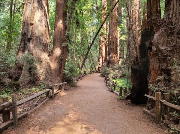 Cost of Redwood Tree Pruning in Daytona Beach