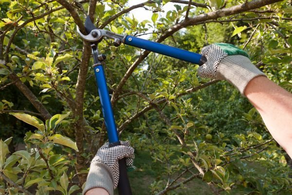 Cost of Residential Tree Pruning in Daytona Beach
