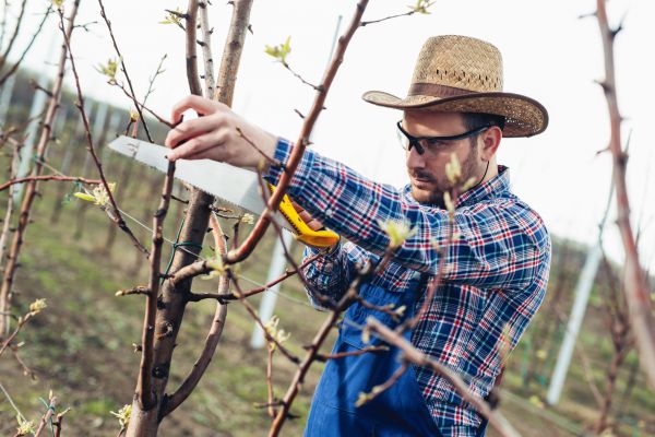 Orchard Tree Pruning in Daytona Beach