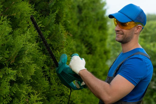 Tree Shaping Service in Daytona Beach