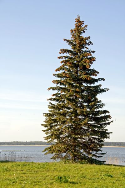 Cost of Spruce Tree Pruning in Daytona Beach