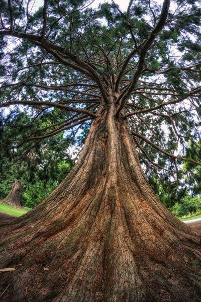 Cost of Cedar Tree Pruning in Daytona Beach