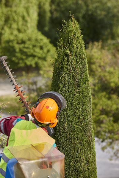 Cost of Cypress Tree Trimming in Daytona Beach