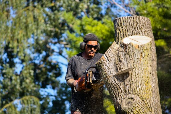 Cost of Ash Tree Pruning in Daytona Beach