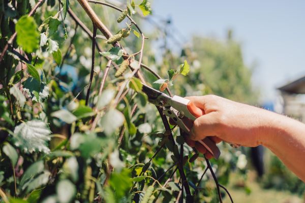 Cost of Birch Tree Pruning in Daytona Beach