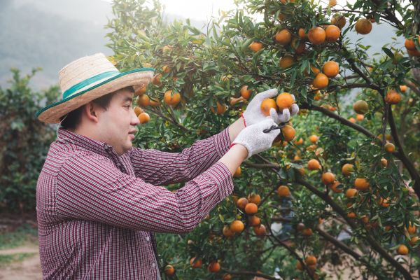 Cost of Orange Tree Pruning in Daytona Beach