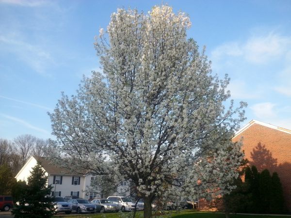 Cost of Bradford Pear Tree Pruning in Daytona Beach