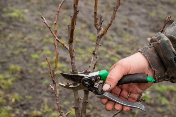 Pear Trees Pruning in Daytona Beach