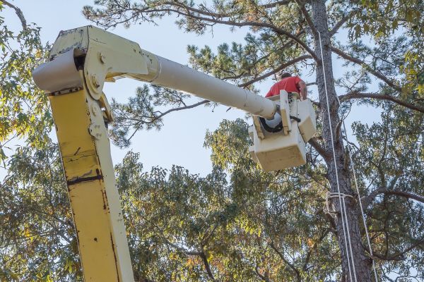 Limbs Trimming in Daytona Beach
