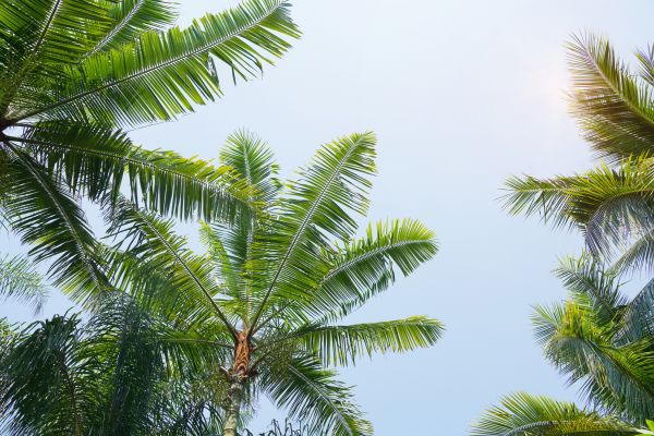 Queen Palm Tree Trimming in Daytona Beach