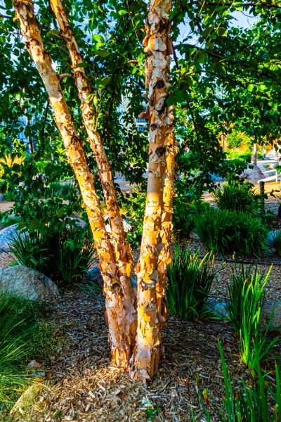Cost of River Birch Trimming in Daytona Beach