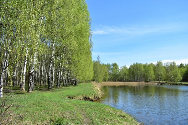 Cost of River Birch Pruning in Daytona Beach