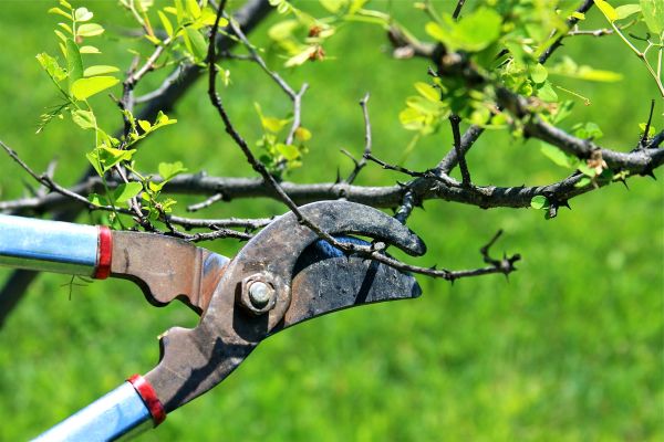 Branches Pruning in Daytona Beach