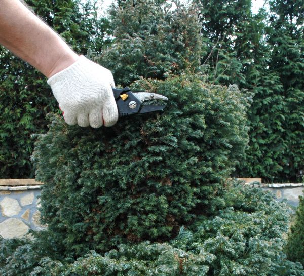 Cost of Ornamental Tree Trimming in Daytona Beach