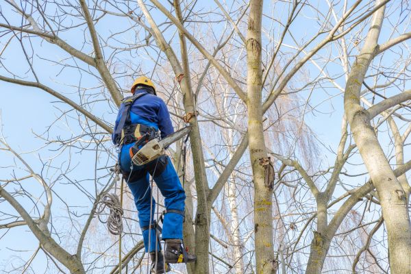 Large Tree Trimming in Daytona Beach