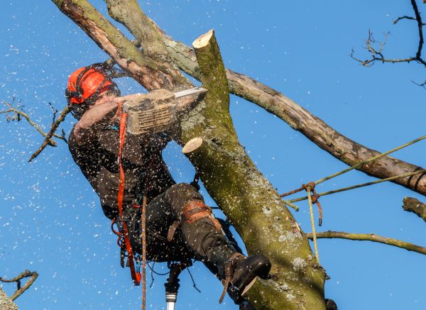 Tree Trimming Service in Daytona Beach