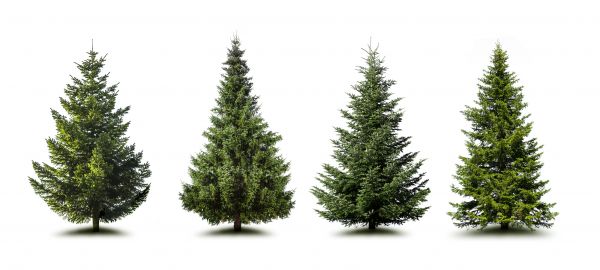 Cost of Pine Tree Trimming in Daytona Beach
