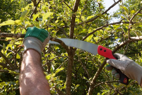 Apple Tree Trimming in Daytona Beach